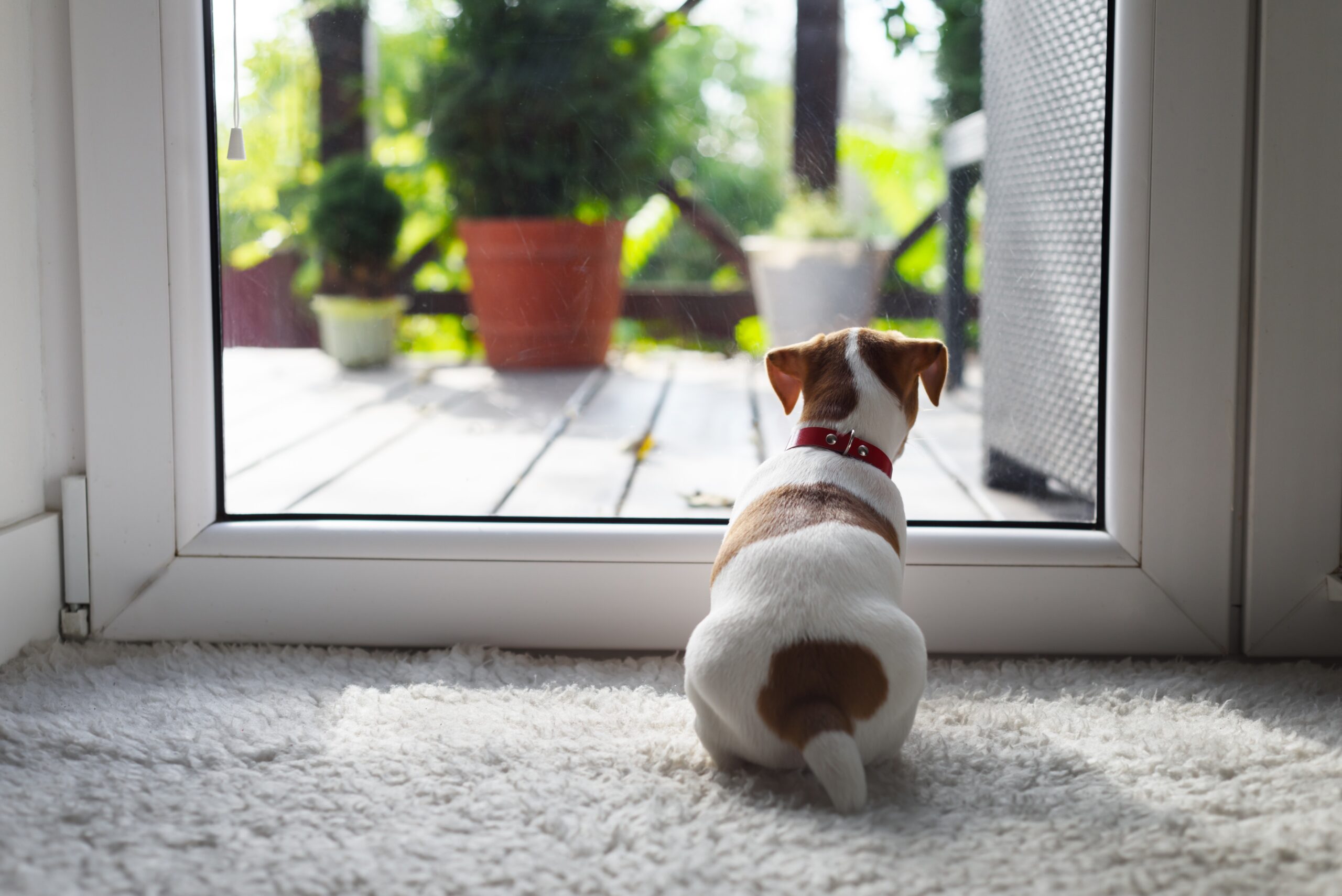 Best Pet Door In Australia