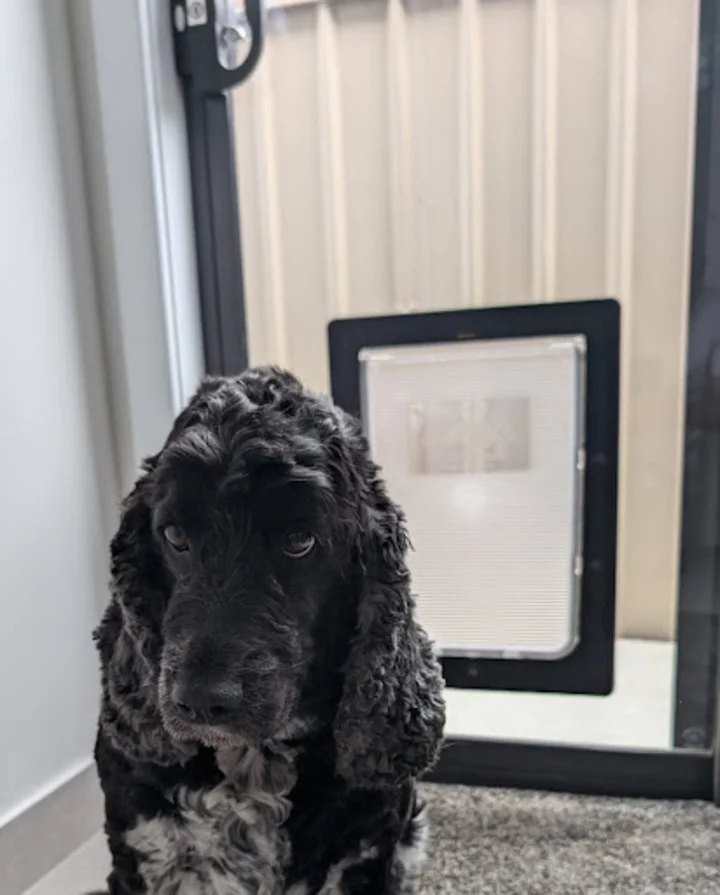 Joe_s-super-cute-doggo2