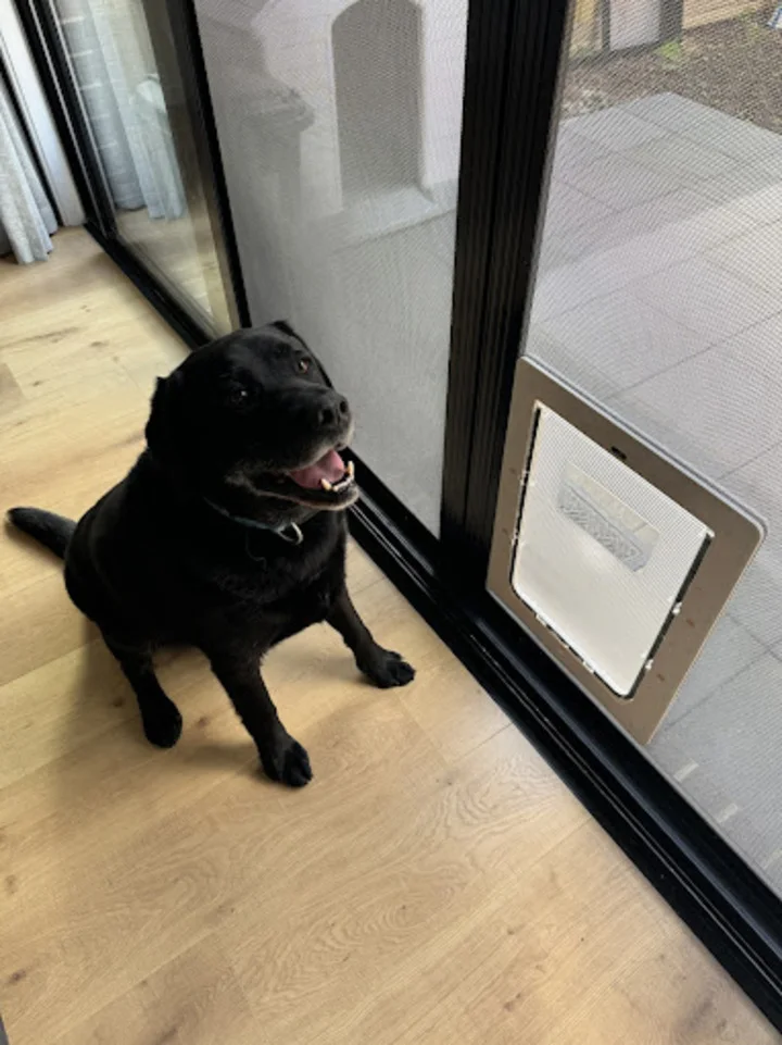 Natalie_s-Doggo-1