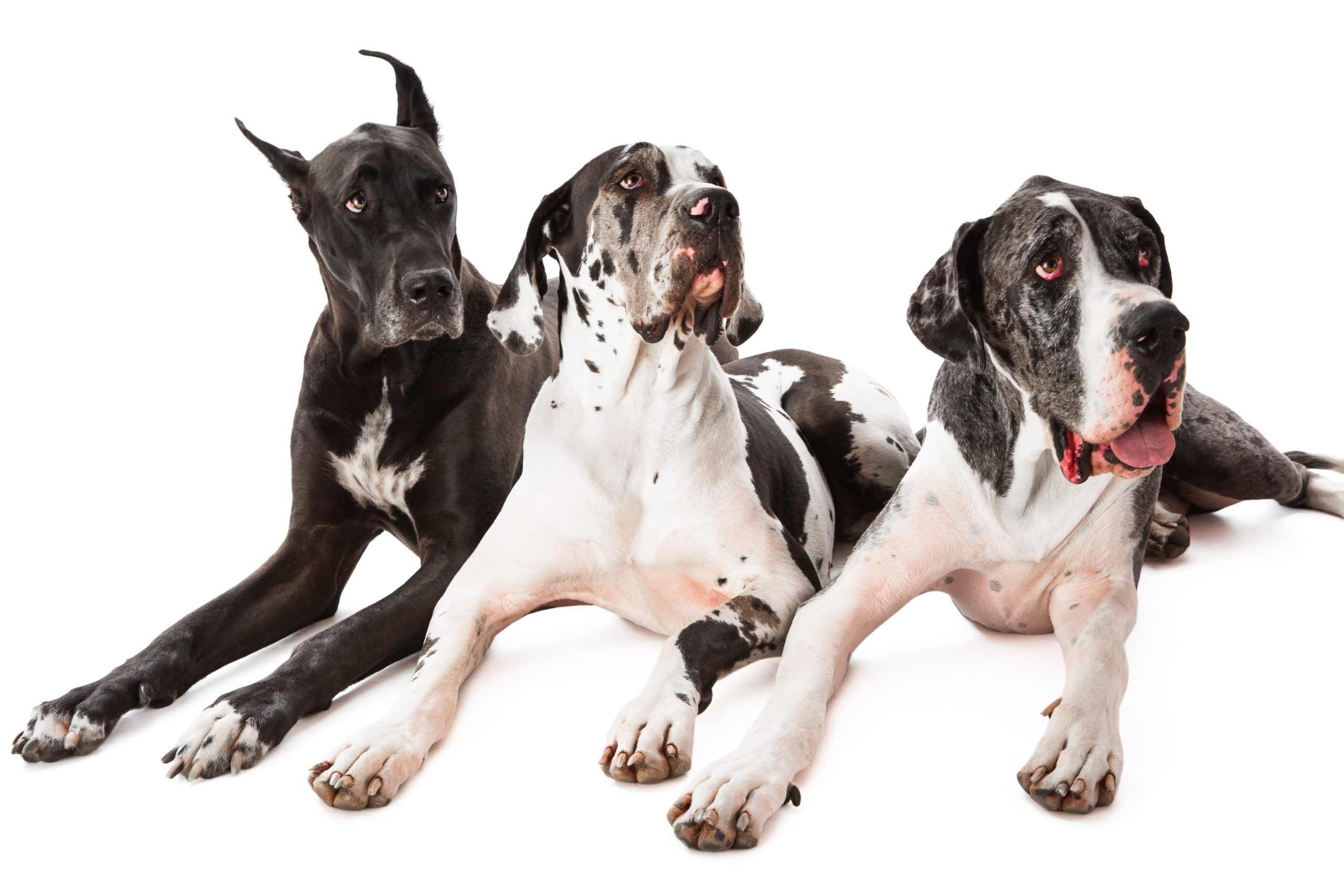 Best Dog Doors For Large Breeds