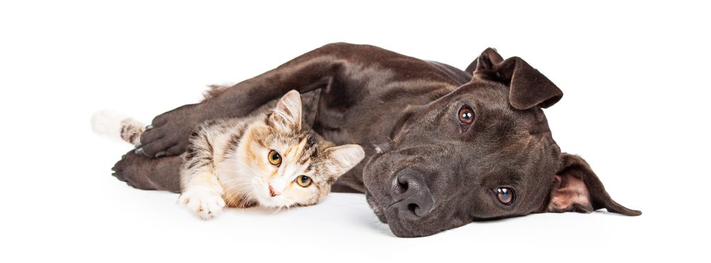 How do I keep my cat from using the dog door